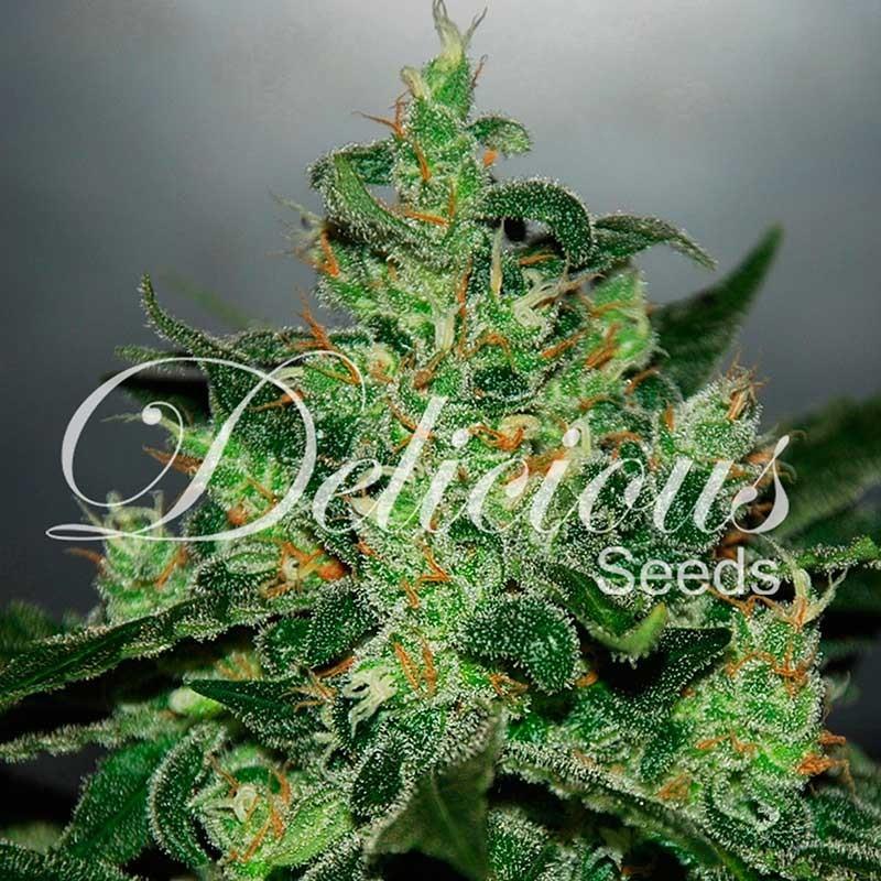 Delicious seeds Critical Jack Herer auto 5