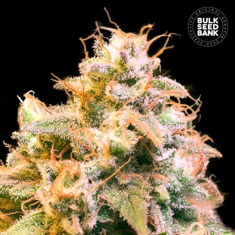 Bulk Seeds Guerilla Glue 100 kom fem