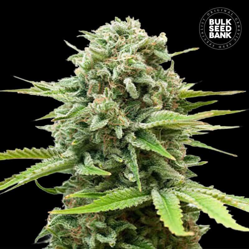 Bulk Seeds Auto Guerilla Glue 100 kom