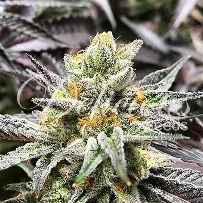 Delicious Seeds Delicious Cookies 10 fem