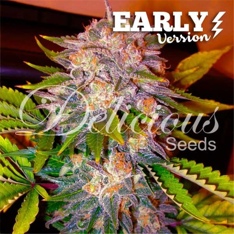 Delicious Seeds Caramelo Early Version 10 fem