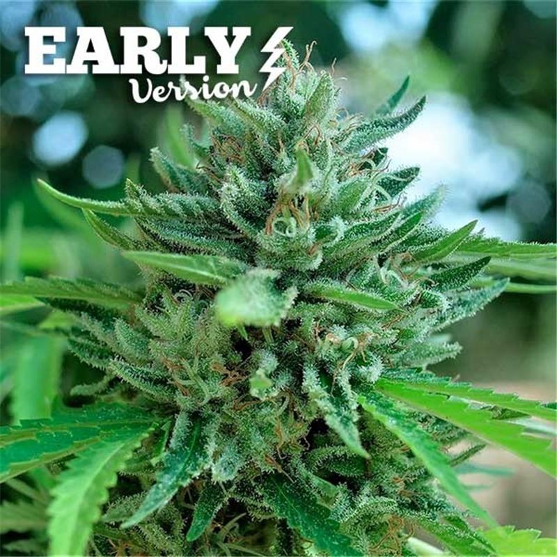 Delicious Seeds Delicious Cookies Early Version 10 fem