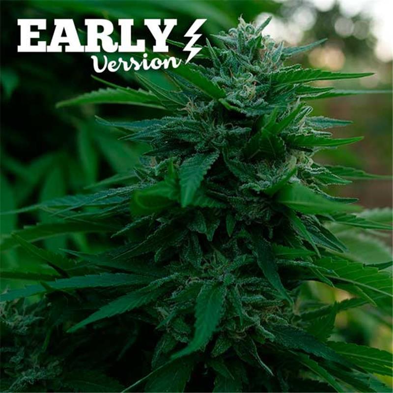 Delicious seeds Lord Kush Early Version 5 fem