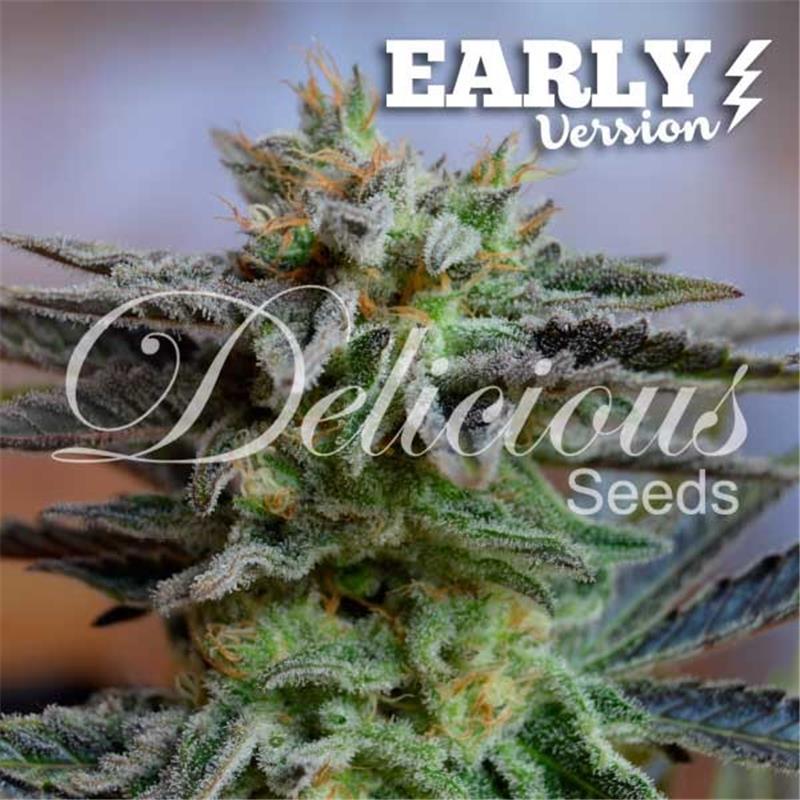 Delicious Seeds Sugar Black Rose Early Version 1 fem