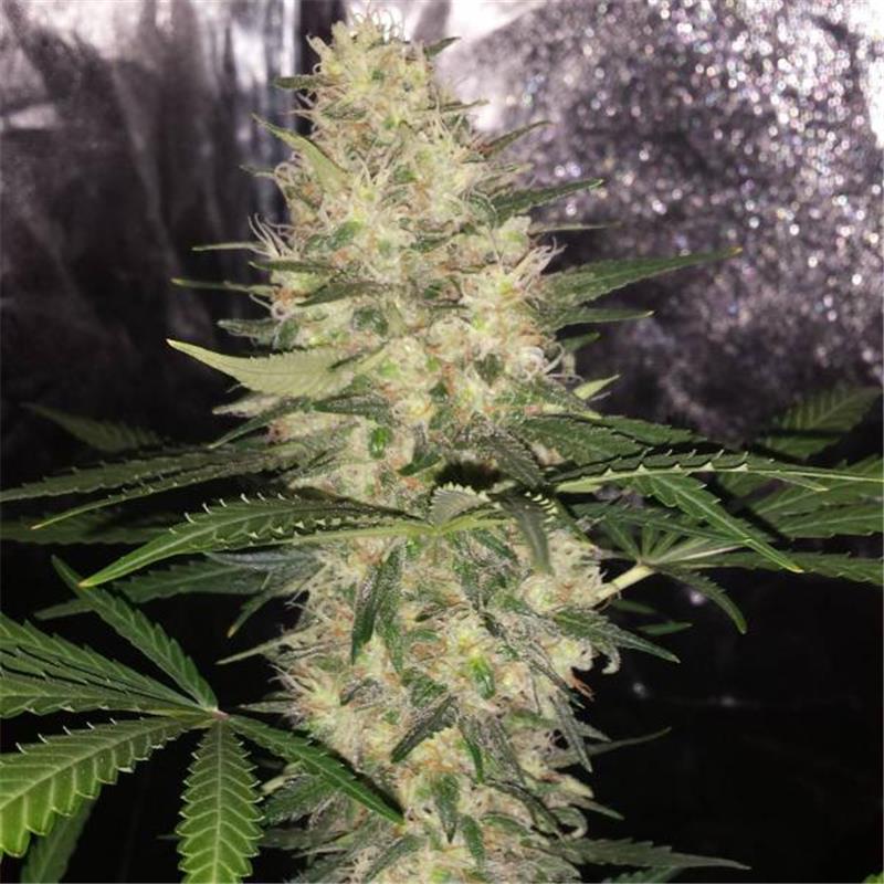 Delicious Seeds Critical Sensi Star Early Version 5 fem