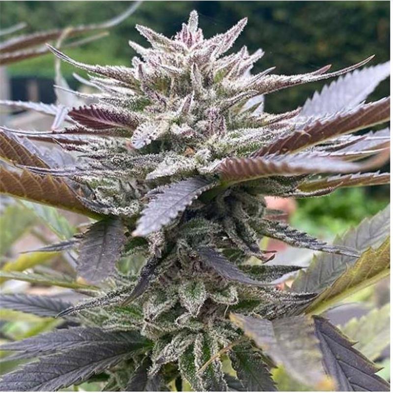 Delicious seeds Lord Kush 10 fem