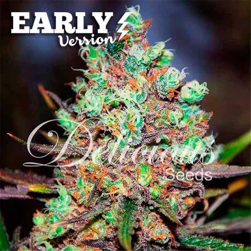 Delicious Seeds Cotton Candy Kush  Early Version 10 fem