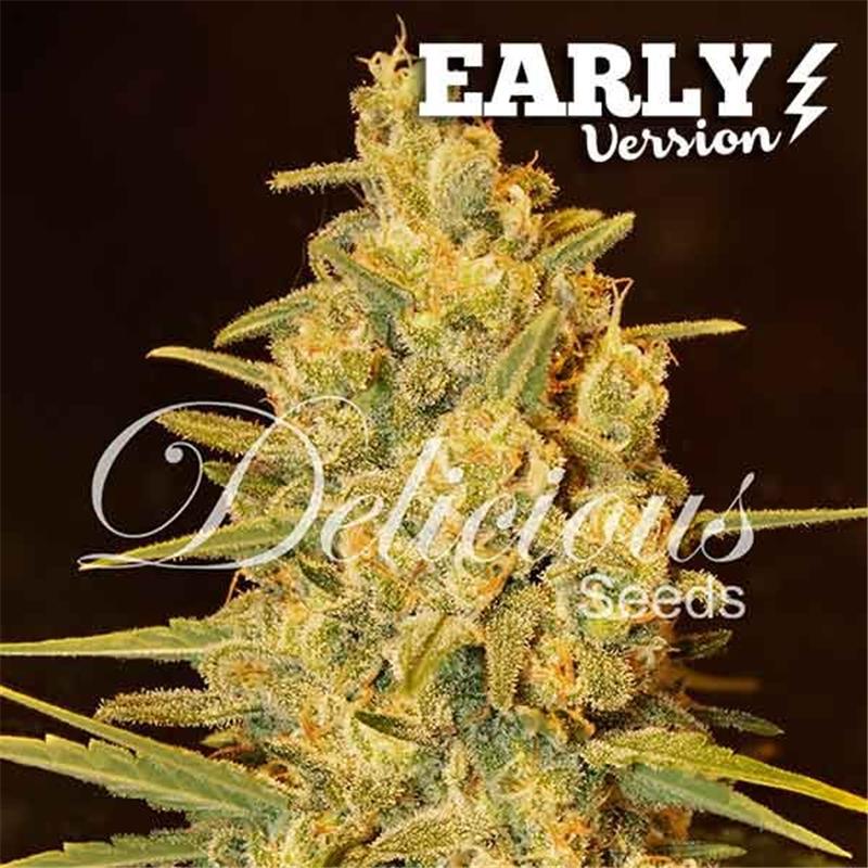 Delicious Seeds Critical Sensi Star Early Version 10 fem
