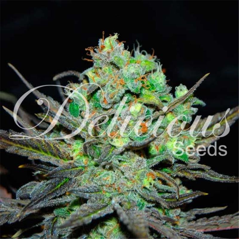 Delicious seeds Eleven Roses 10 fem