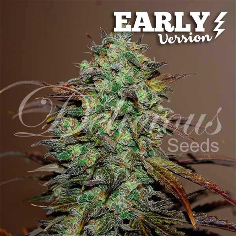 Delicious Seeds Eleven Roses Early Version 1 fem