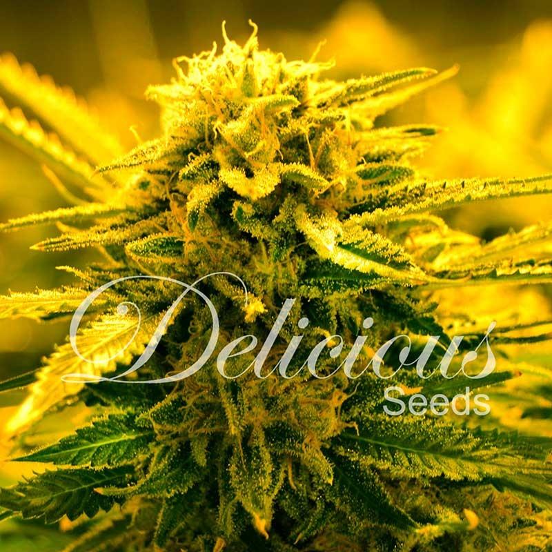 Delicious Seeds Sugar Black Rose Auto 10 fem