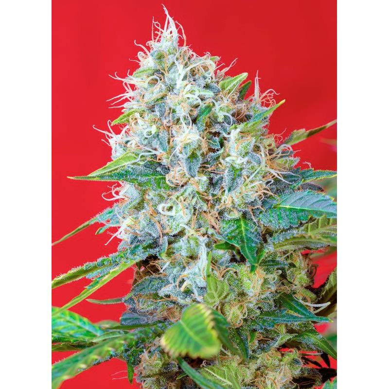 Seme Sweet Seeds Green poison 25 fem