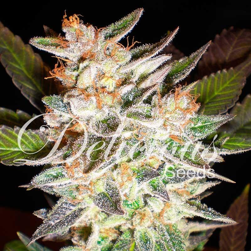 Delicious Seeds Delicious Candy Auto 10 fem