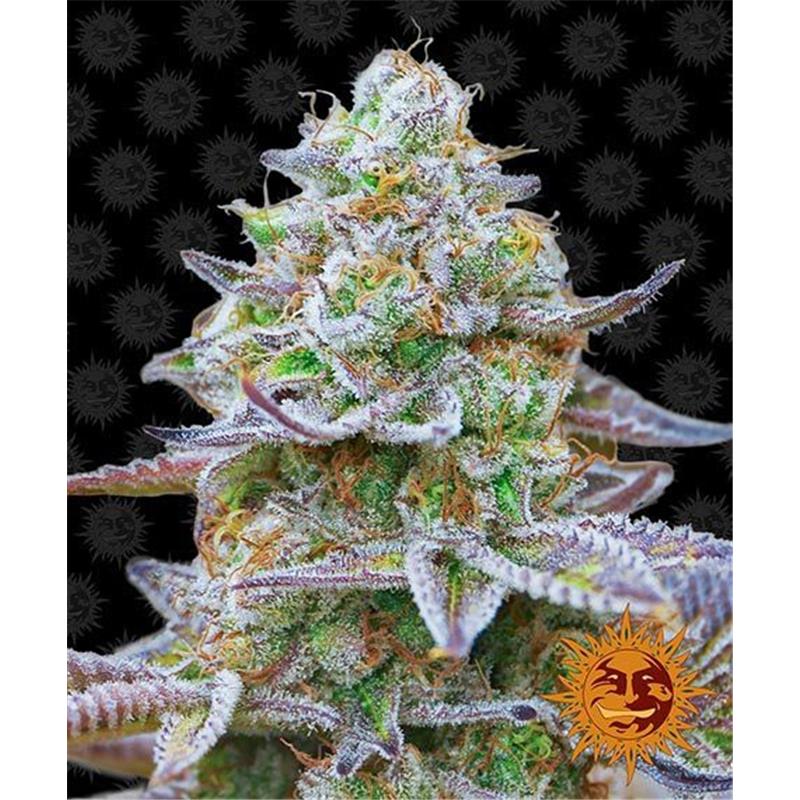 Seme Barneys Farm Gorilla Zkittlez 10 fem