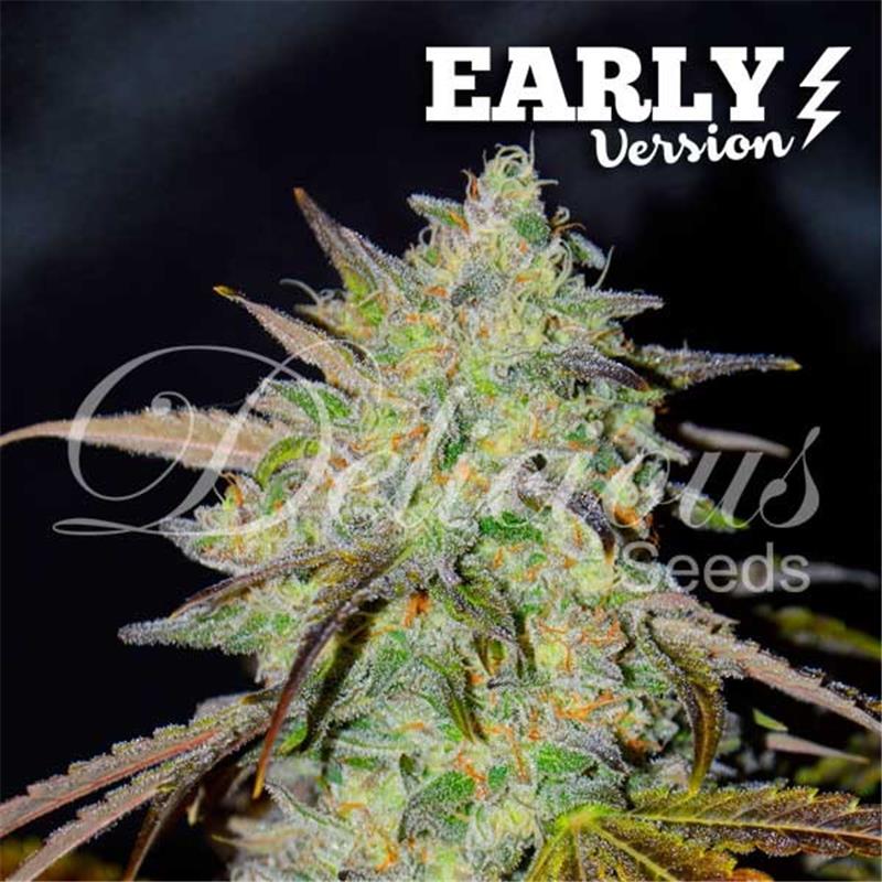 Delicious Seeds Marmalate Early Version 10 fem