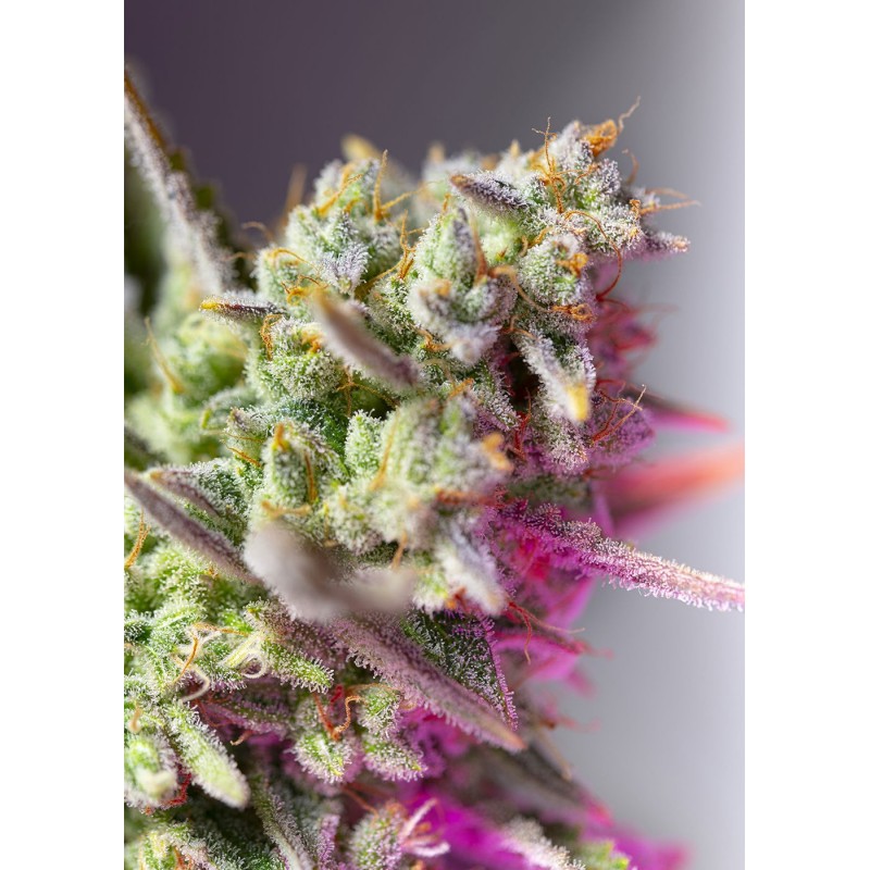 Seme Sweet Seeds Sweet Mimosa XL Auto 3