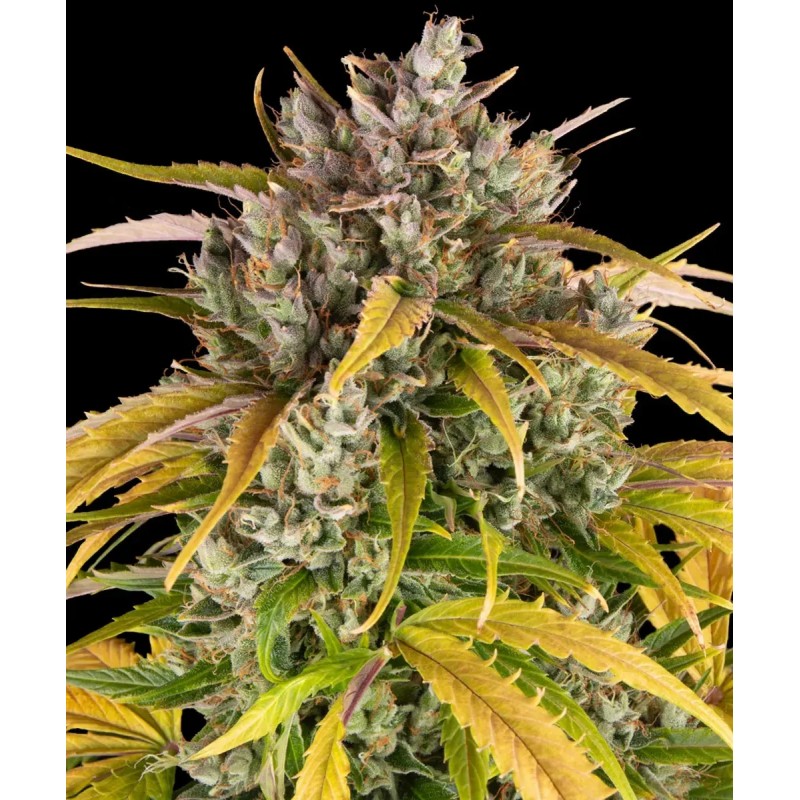 Seme Barneys Farm LSD AUTO 10 semen