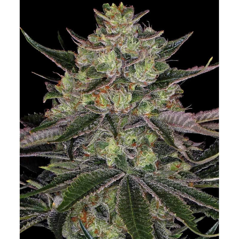Seme Barneys Farm Gorilla Zkittlez Auto 10 fem