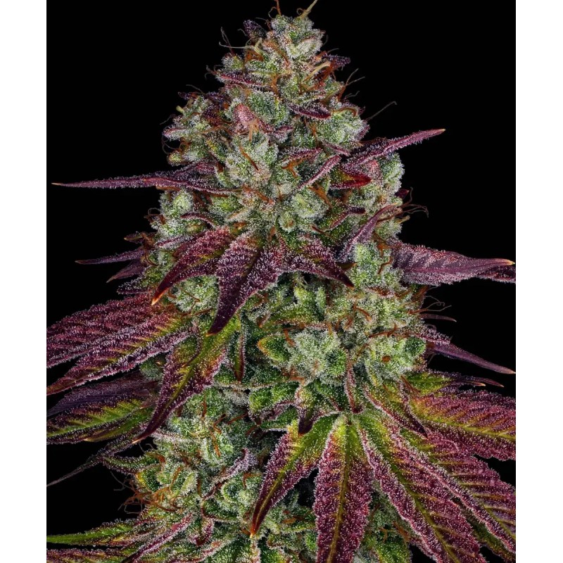 Seme Barneys Farm Mimosa EVO 5 fem