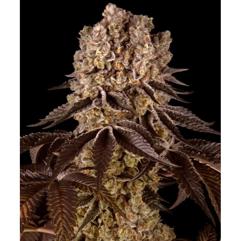 Seme Barneys Farm Purple Punch 10 fem