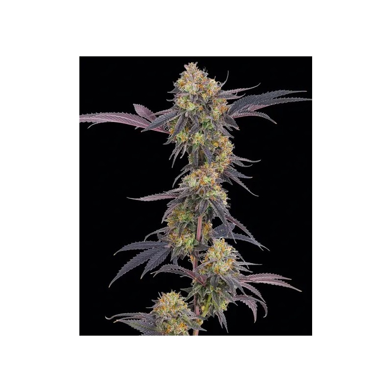 Seme Barneys Farm Tropicana Cherry 10 fem