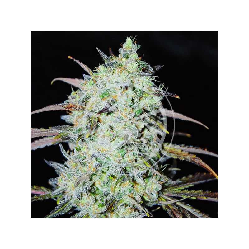 Delicious Seeds Bay Haze 10 fem