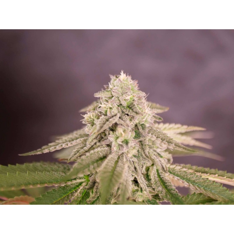 Delicious seeds Bay Burger 10 fem