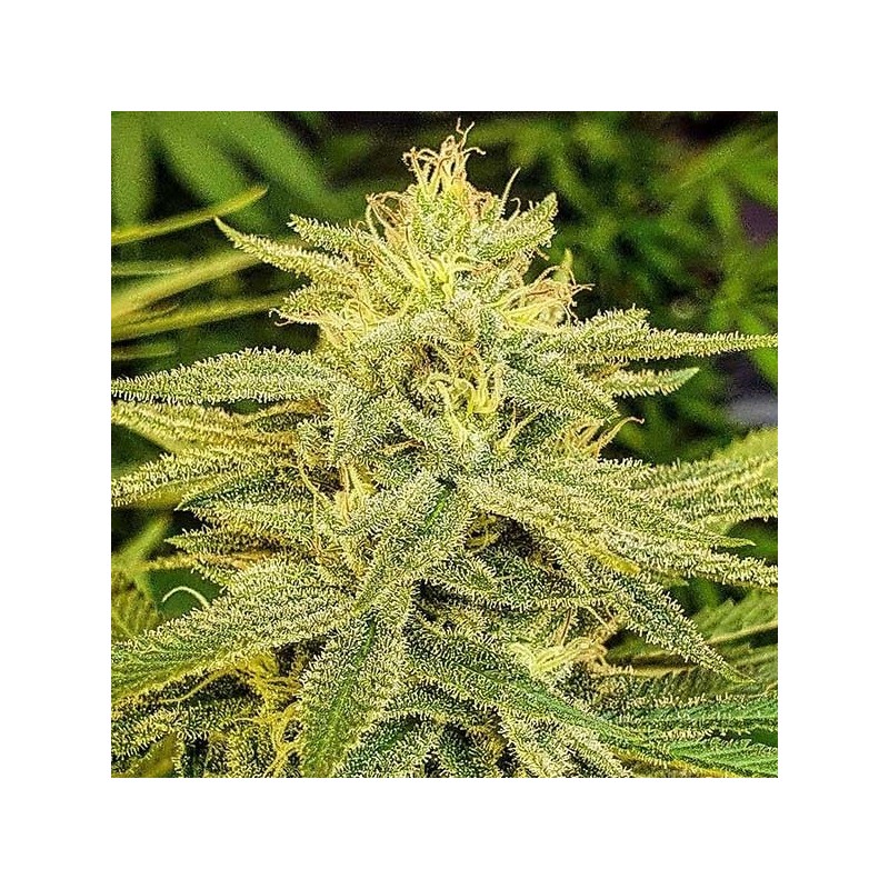 Delicious seeds Lord Kush 25 fem