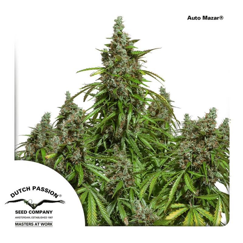 Dutch Passion Blue Auto Mazar 7 fem