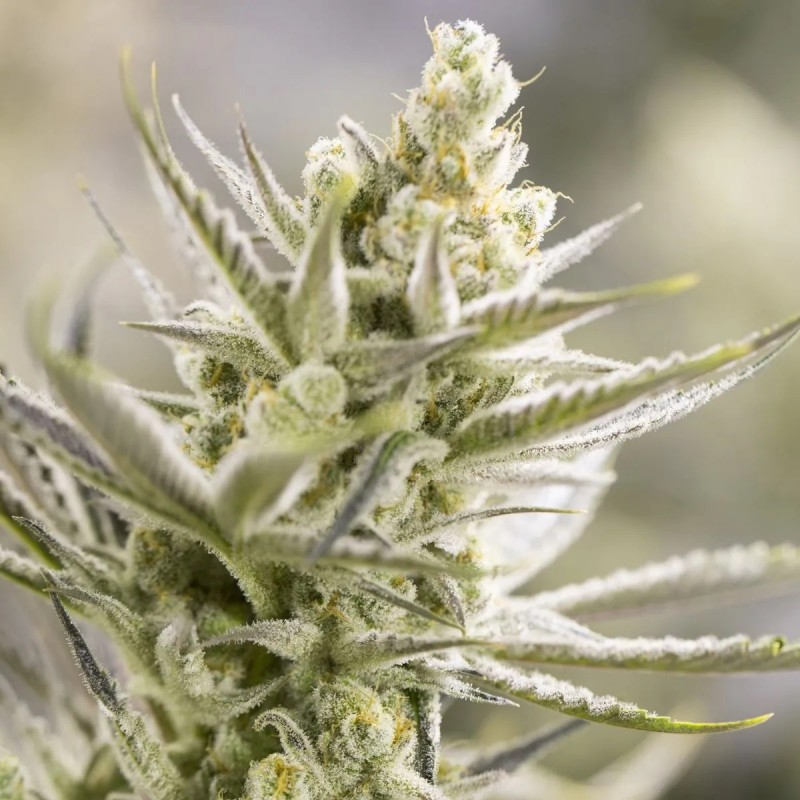 Growers Choice Forbidden Runtz fem