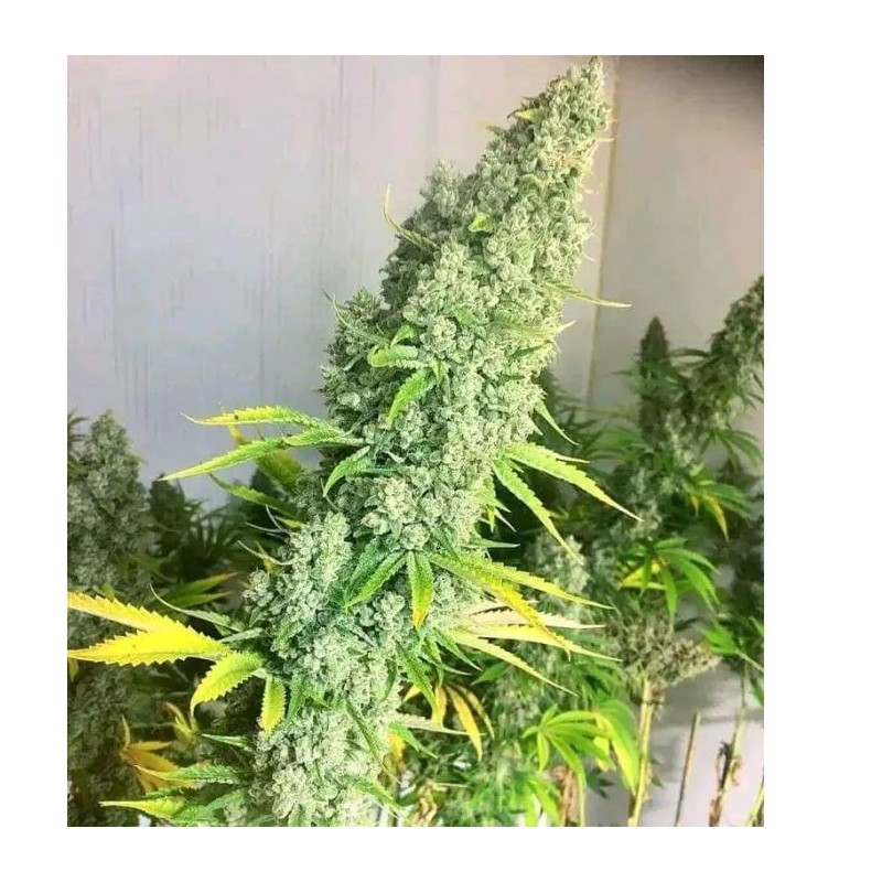 Growers Choice Original Oreoz fem