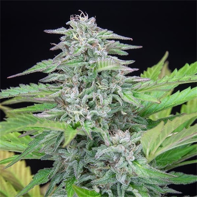 Seme Royal Queen Seeds Critical Feminizirana 10 kom