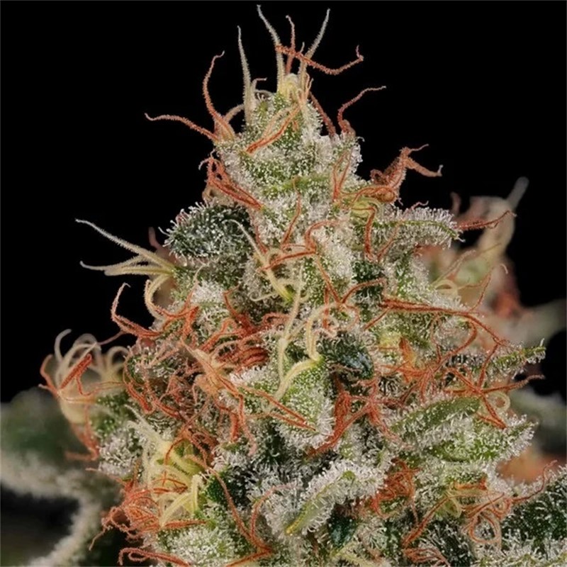 Seme Royal Queen Seeds Critical Feminizirana 25 kom