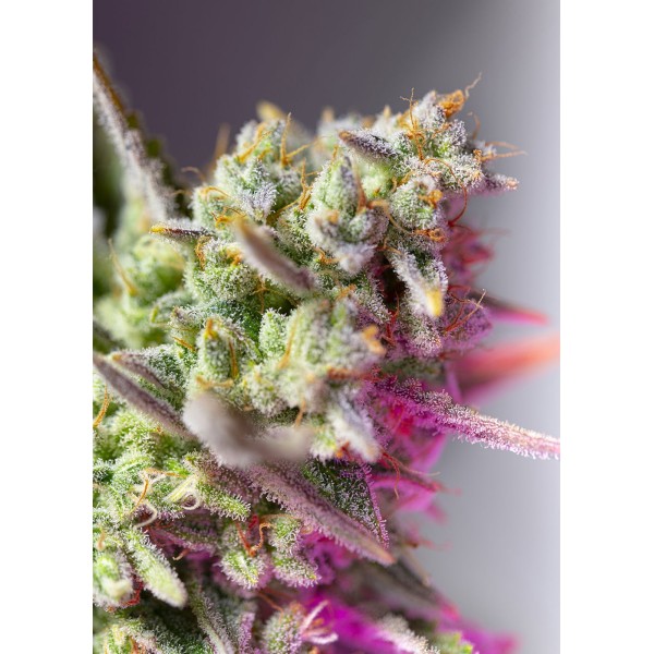 Seme Sweet Seeds Sweet Mimosa XL Auto 3