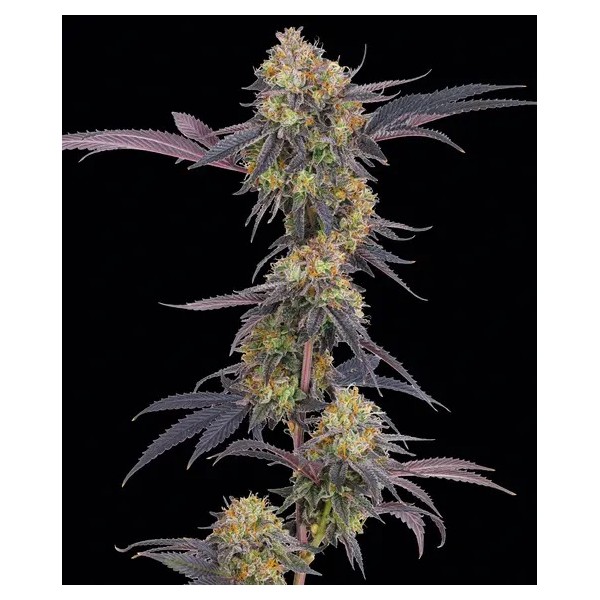 Seme Barneys Farm Tropicana Cherry 10 fem