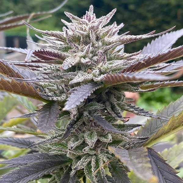 Delicious seeds Lord Kush Early Version 10 fem