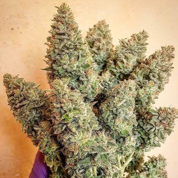 Delicious seeds Lord Kush 25 fem