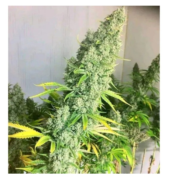 Growers Choice Original Oreoz fem