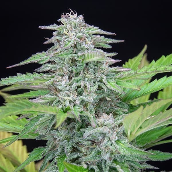 Seme Royal Queen Seeds Critical Feminizirana 10 kom