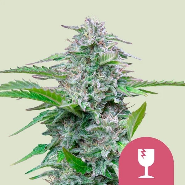 Seme Royal Queen Seeds Critical Feminizirana 5 kom