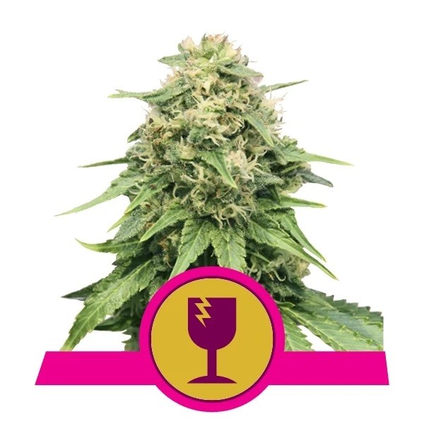 Seme Royal Queen Seeds Critical Feminizirana 10 kom