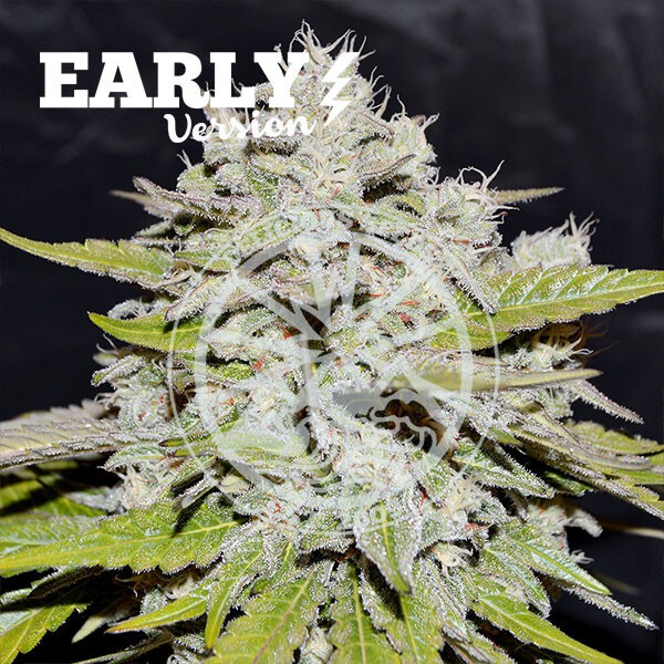Delicious seeds Bay Burger Early Version 10 fem