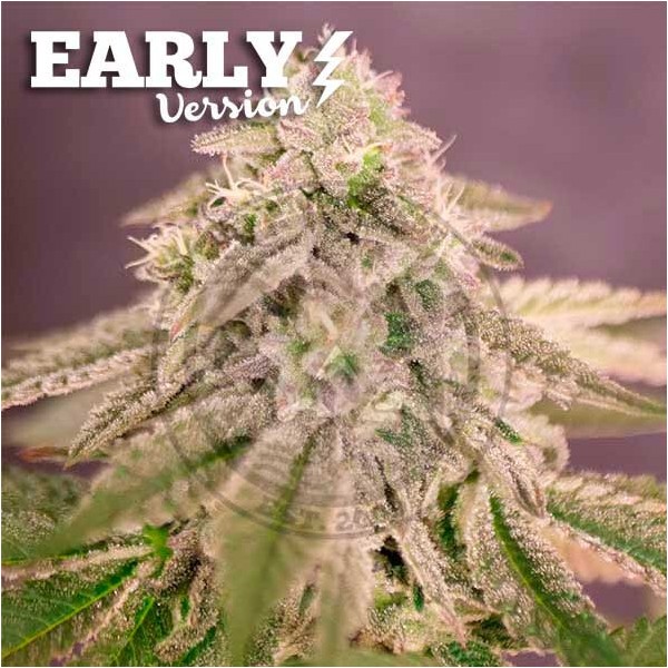 Delicious seeds Bay Burger Early Version 10 fem