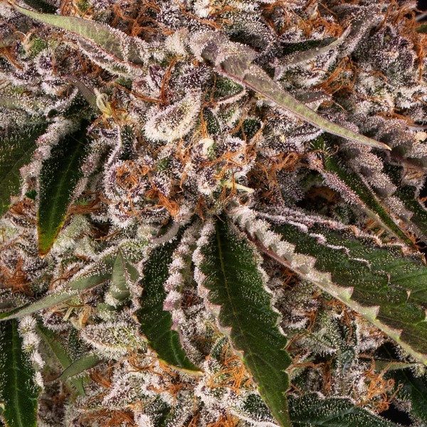 Seme Barneys Cookie Casket 10 fem