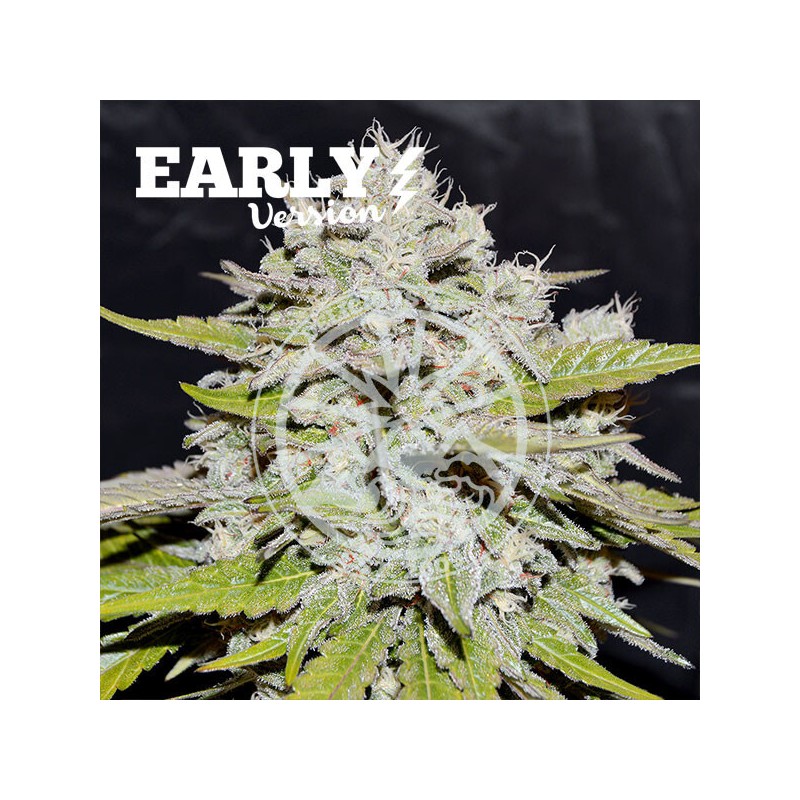 Delicious seeds Bay Burger Early Version 10 fem