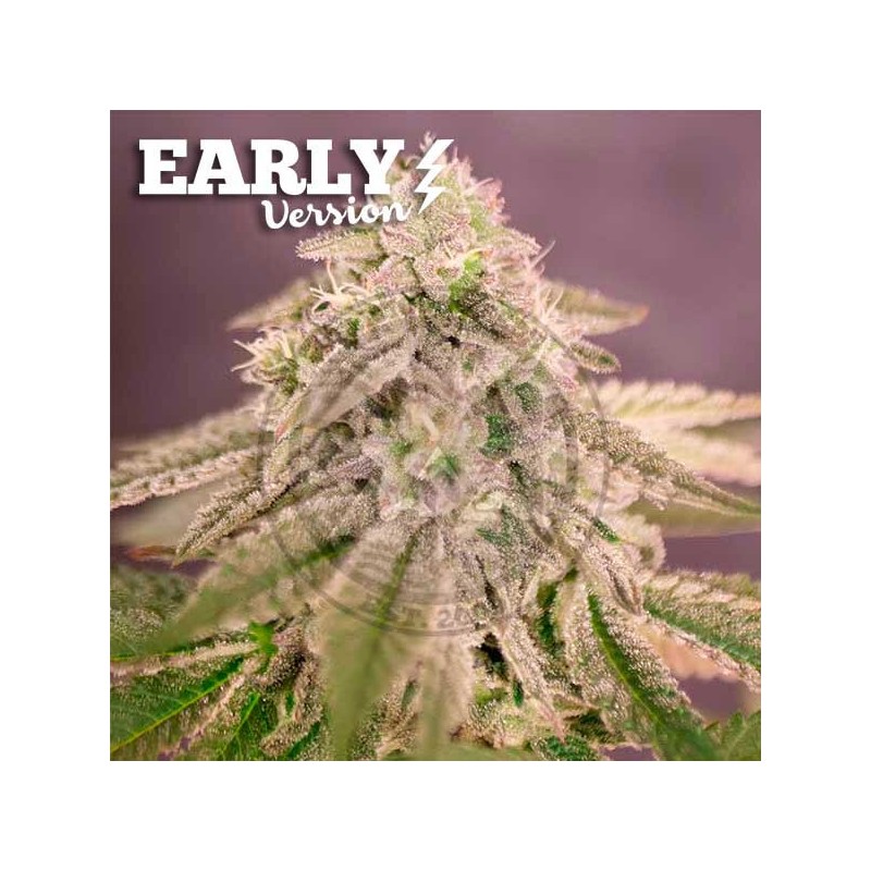 Delicious seeds Bay Burger Early Version 10 fem