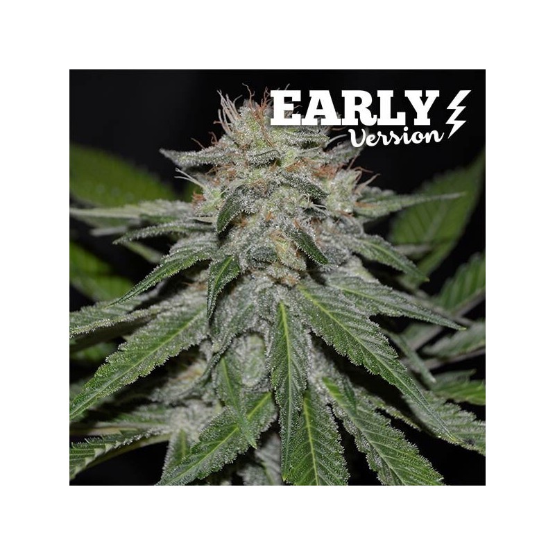 Delicious Seeds Critical Neville Haze Early Version 5