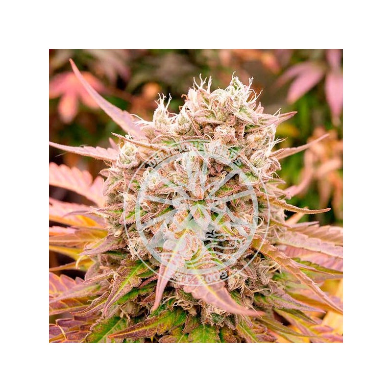 Delicious seeds Dark Lemonade Auto 5 fem