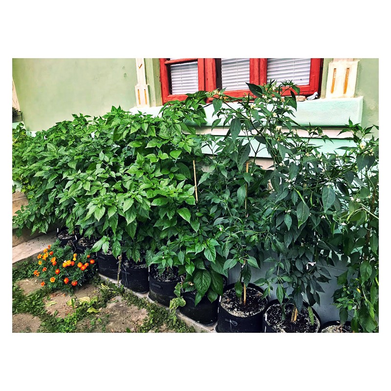 Gronest  AQUA Breathe 22x22x23cm 11L