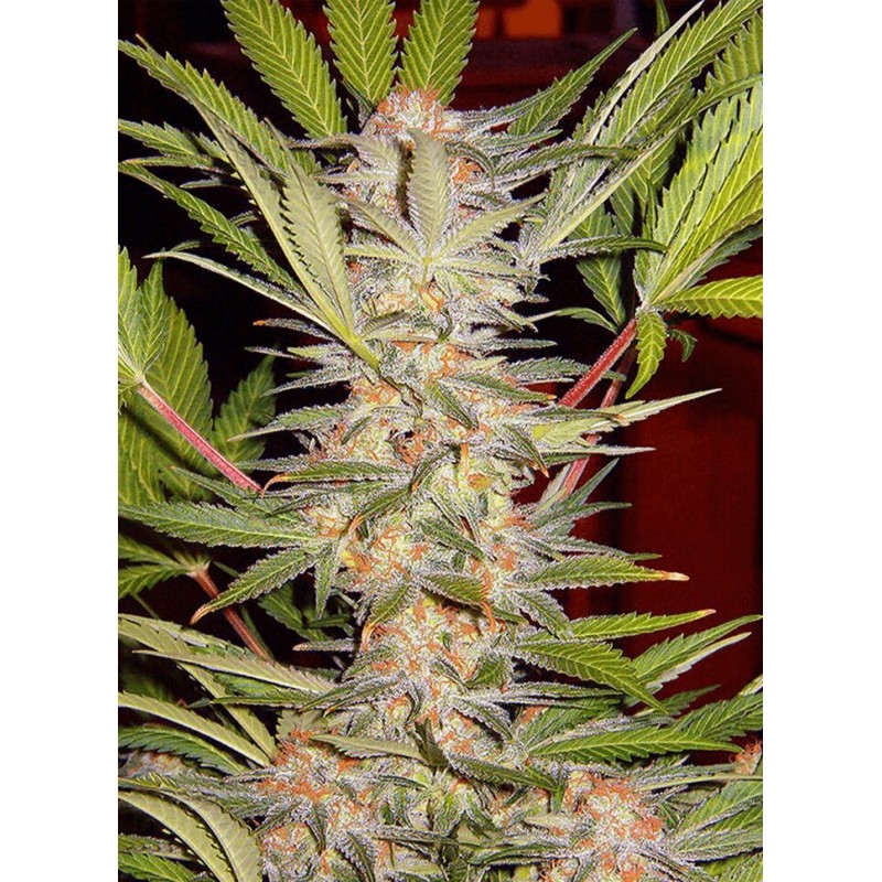 Seme Sweet Seeds S.A.D. S1 feminized 5